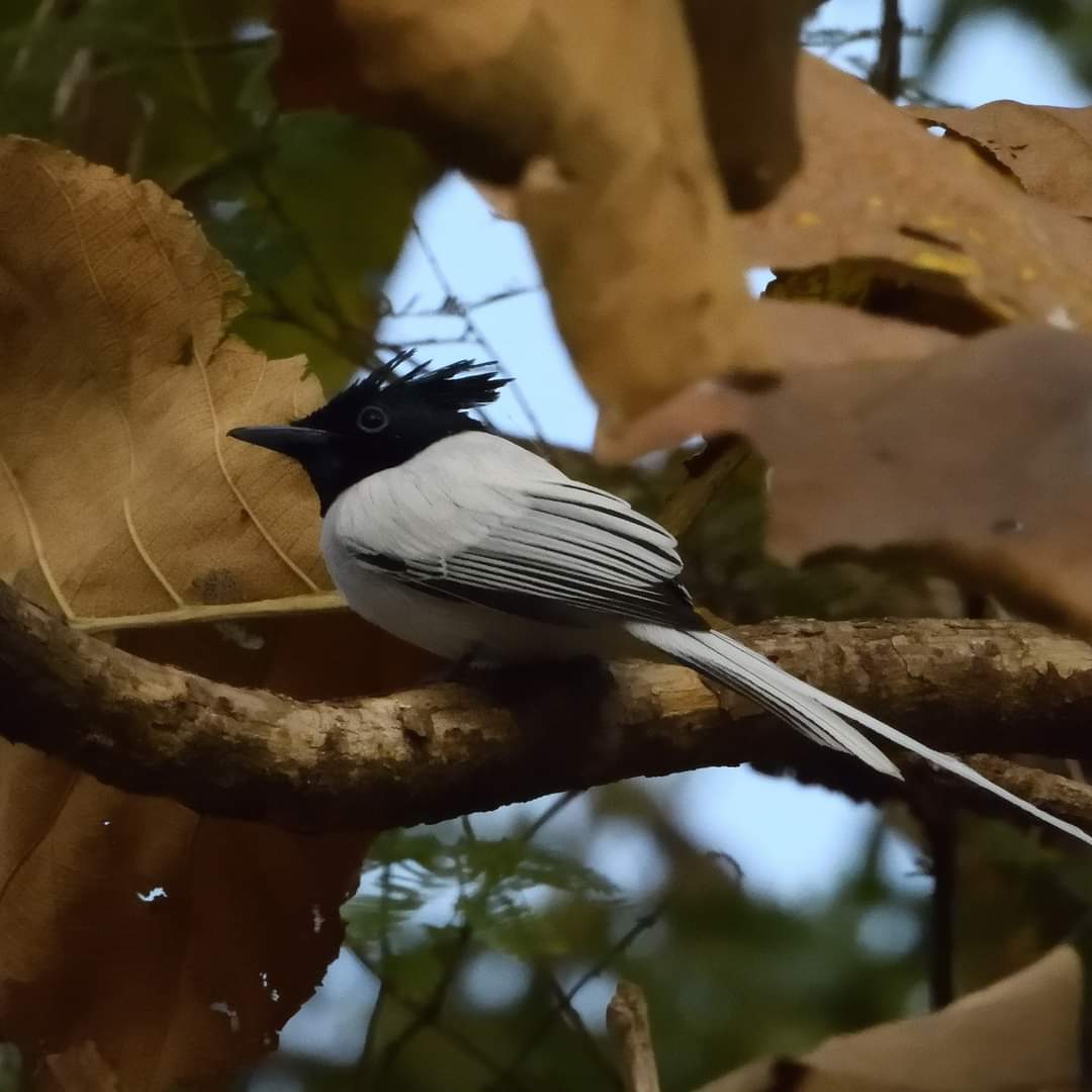 MadforMadhuri's tweet photo. The Asian Paradise Flycatcher male is known for its striking appearance with long white tail feathers and a glossy blue-black head. 
#bird2024 
#birdphotography #BirdTwitter https://t.co/NcqNp94b8s