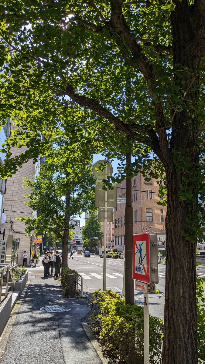 kandatrees's tweet image. Chiyoda Ward may force #treecutting on #KandaPoliceStreet 
starting this week.

We ask the media 
to investigate the situation and find out what kind of administration is running, ignoring the residents and continuing to destroy the local environment !