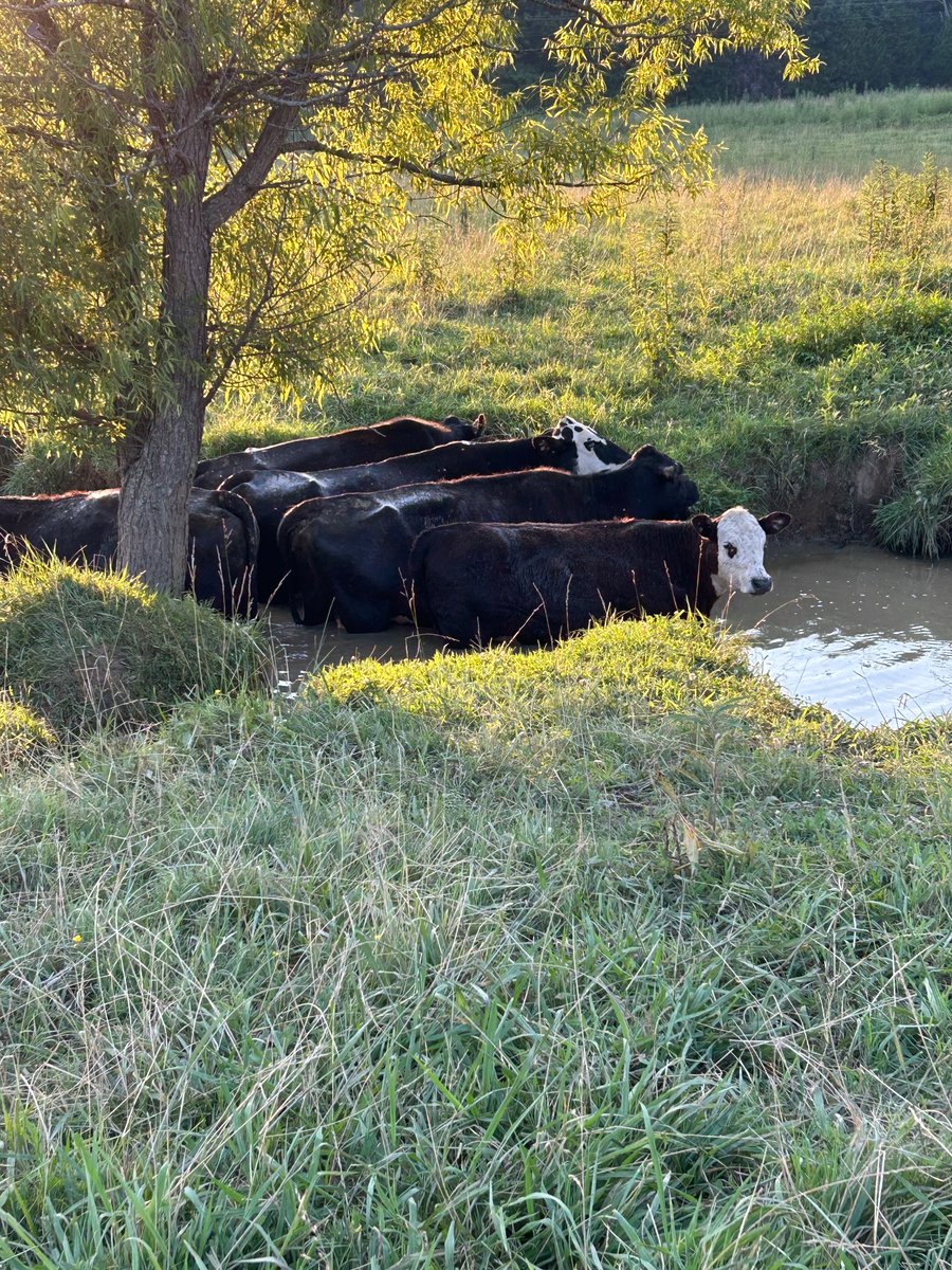 Gfharber's tweet photo. @BeefCharolais Yep https://t.co/pHt5u1WupO