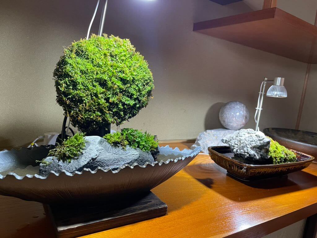 furu1kokeclub's tweet photo. ふるいち苔くらぶ活動も拡大中🎉
国歌にも歌われる苔の素晴らしさで『地域と世界をつなぐ』第一歩がいよいよ始まりました😃✨
https://t.co/t04TgmsvIU
活動状況はこちらから
https://t.co/8a1HuheP1Z https://t.co/48gExb3le7