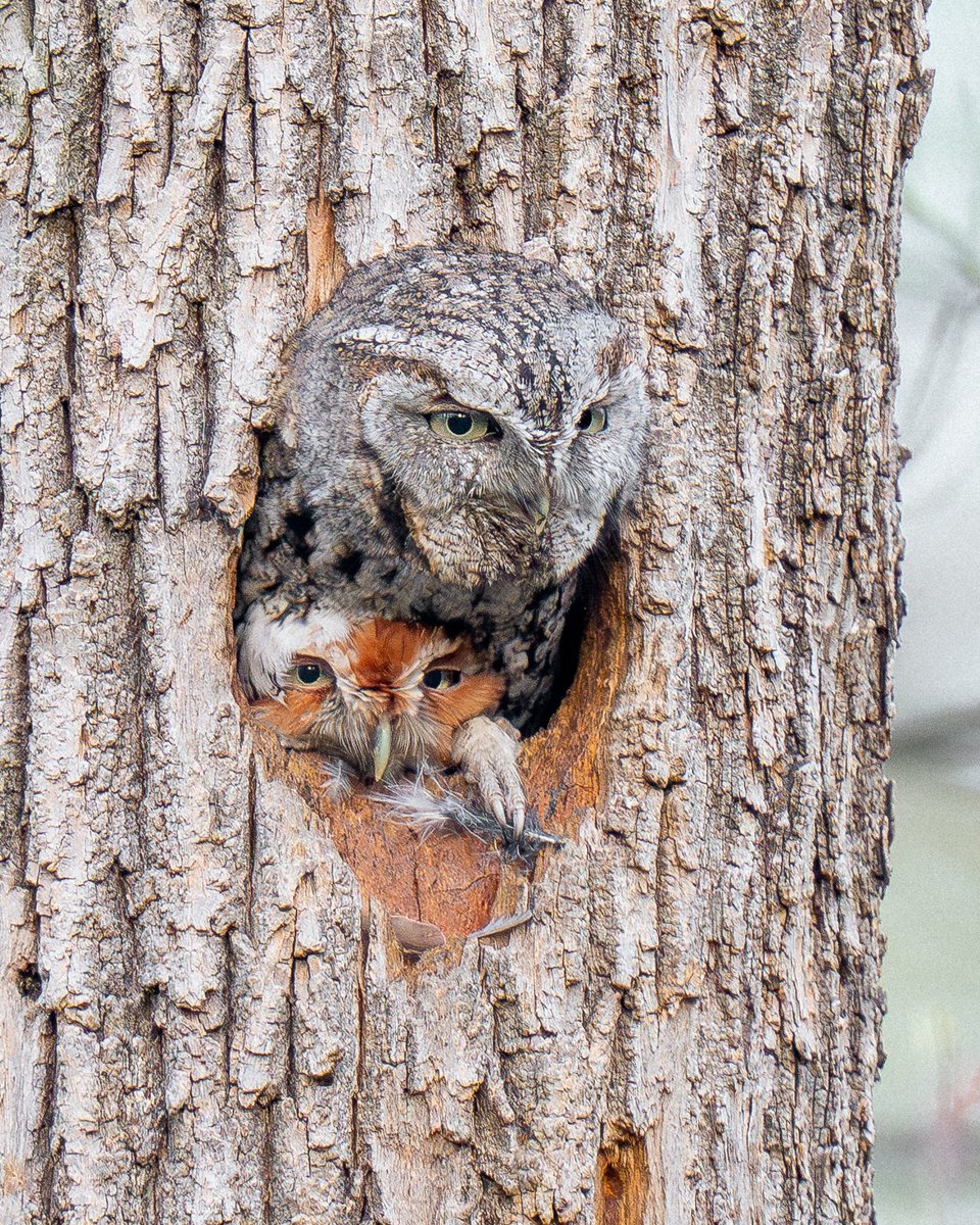 davidlei's tweet photo. Happy Father’s Day, including to this gray morph eastern screech-owl! He is pictured carrying out one of his fatherly duties every spring: guarding the entrance to the nest cavity. His red-morph mate is peeking out below. (April in New Jersey)

#birds #birding #nature #wildlife https://t.co/dOFAjFsSUQ