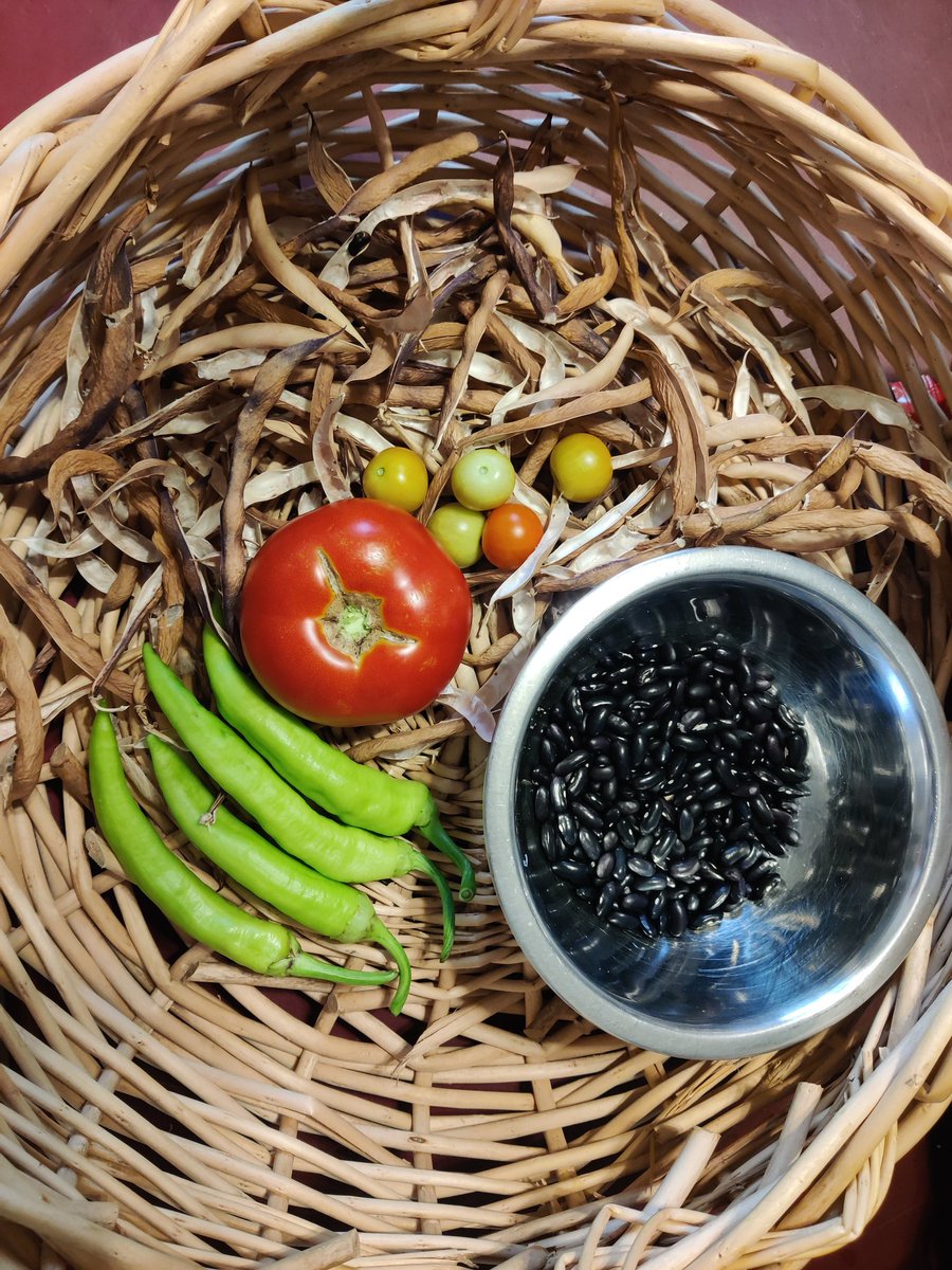 My first tiny harvest of the summer. 😔
A tomato, some cherry tomatoes, some banana peppers, and about half a cup of black beans. IT AINT MUCH BUT ITS HONEST WORK. Don't know if the Texas heat will let me get much else BUT that's okay too