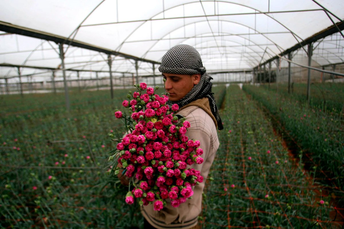 acervorevolucao's tweet photo. Trabalhador palestino prepara cravos para exportação em uma fazenda de flores em Rafah, em 12 de fevereiro de 2013, depois de Israel conceder aprovação especial para exportar quantidades limitadas de flores palestinas da Faixa de Gaza para o mercado europeu. Foto por Eyad Al Baba https://t.co/LiLDW5Zm47