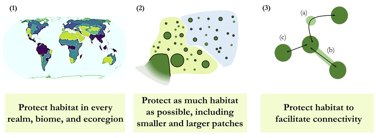 "Principles for area‐based biodiversity conservation" onlinelibrary.wiley.com/doi/10.1111/el… w/ Nick Haddad, Lenore Fahrig, and Cristina Banks-Leite.