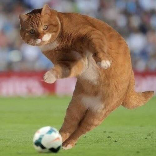 Baller Cat tweet media