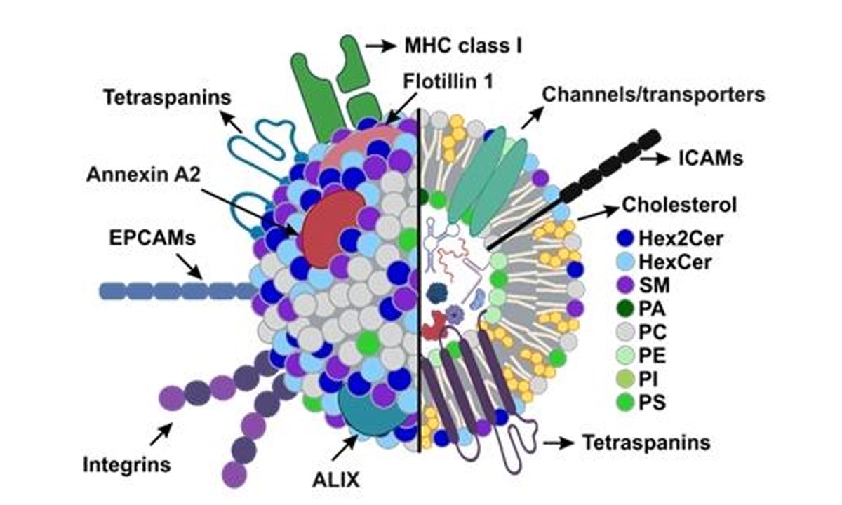 Extracellular Vesicles & Circulating Nucleic Acids (@vesiclesacids) on Twitter photo 📝Title: Synovial fluid extracellular vesicles as arthritis biomarkers: the added value of lipid-profiling and integrated omics
👥Authors: Laura Varela, Chris H.A. van de Lest, P. René van Weeren, Marca H.M. Wauben <a href="/UniUtrecht/">Utrecht University</a>
🔗oaepublish.com/articles/evcna…
Welcome to read. 🫶 📝Title: Synovial fluid extracellular vesicles as arthritis biomarkers: the added value of lipid-profiling and integrated omics
👥Authors: Laura Varela, Chris H.A. van de Lest, P. René van Weeren, Marca H.M. Wauben <a href="/UniUtrecht/">Utrecht University</a>
🔗oaepublish.com/articles/evcna…
Welcome to read. 🫶