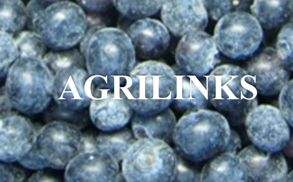 HBagrilinks (@hbagrilinks) on Twitter photo 🍇 Bursting with flavor, our IQF blueberries are a must-have for your pantry! Perfect for smoothies, pancakes, and baking. 💙 #IQF #Blueberries #AntioxidantRich #FrozenBerries 🍇 Bursting with flavor, our IQF blueberries are a must-have for your pantry! Perfect for smoothies, pancakes, and baking. 💙 #IQF #Blueberries #AntioxidantRich #FrozenBerries