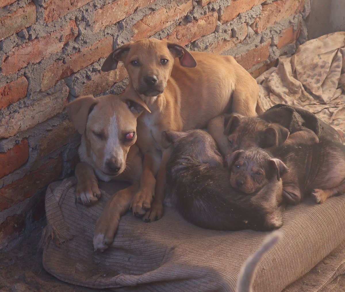 OMFA_Refugio's tweet photo. Esta foto duele, duele en el alma ver estos bebés sufrir así desde tan pequeños
 Uno de ellos será operado el martes (extirpación del ojo) 
Los demás están en tratamiento por zarna 
Todos llegaron de un basural,se ve que alguien pensó que eran simplemente basuras y los dejo ahí! https://t.co/RsK8QSGReY