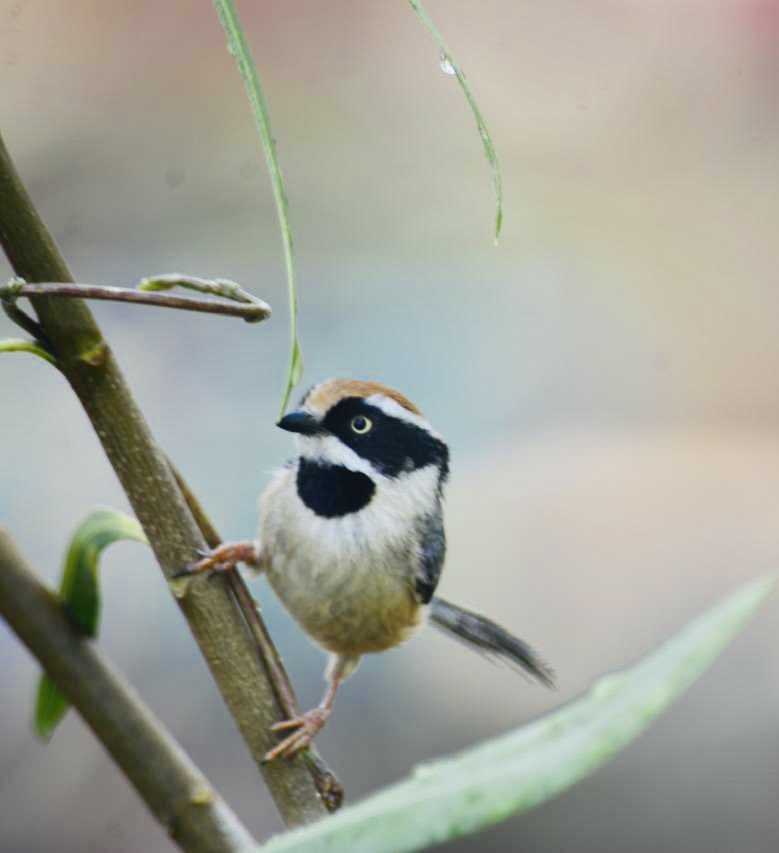 Nikhil Singla tweet media