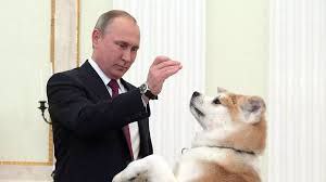 Jindo Inu tweet media