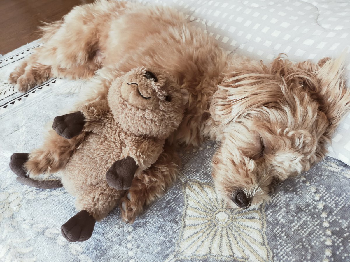muchmuch_muchi's tweet photo. 抱っこして寝てるのかわいすぎ

#マルプー #いぬとの暮らし #犬のいる幸せ https://t.co/YMh3XtKGFN