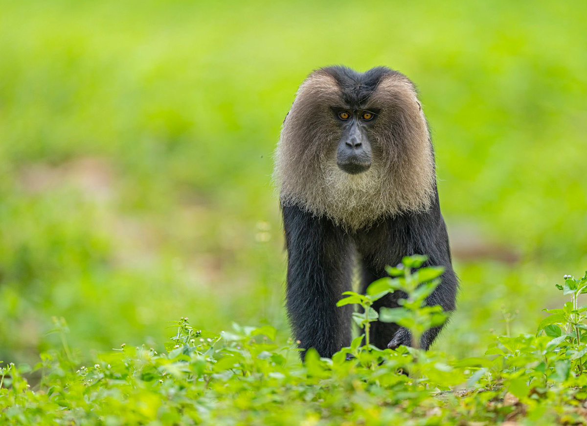 supriyasahuias's tweet image. Black beauties of the wild ❤️

#wildlife #TNForest
photo credit @dhanu_paran  Bison Pic -Immanuel kotagiri