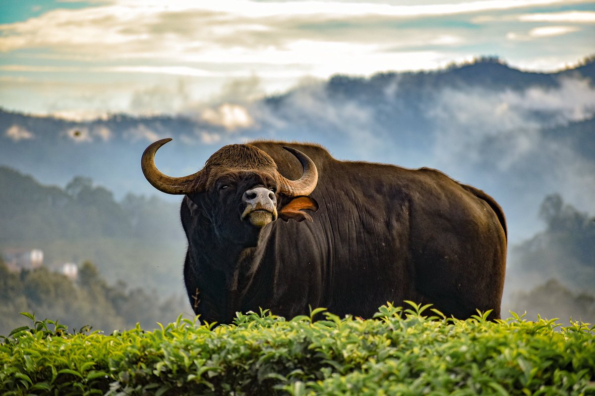 supriyasahuias's tweet image. Black beauties of the wild ❤️

#wildlife #TNForest
photo credit @dhanu_paran  Bison Pic -Immanuel kotagiri
