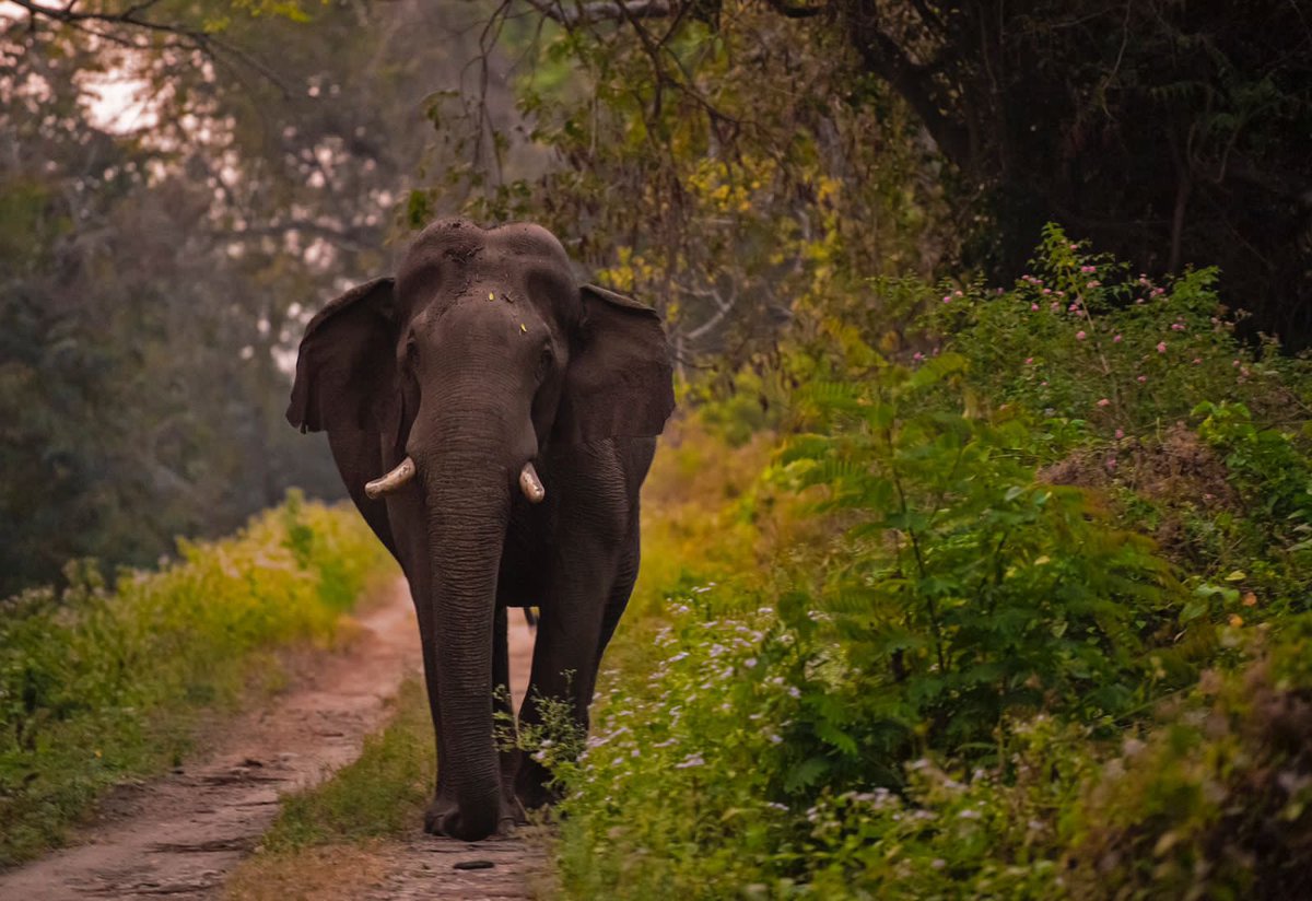 Supriya Sahu IAS (@supriyasahuias) on Twitter photo Black beauties of the wild ❤️
#wildlife #TNForest
photo credit <a href="/dhanu_paran/">Dhanu Paran</a> Bison Pic -Immanuel kotagiri Black beauties of the wild ❤️
#wildlife #TNForest
photo credit <a href="/dhanu_paran/">Dhanu Paran</a> Bison Pic -Immanuel kotagiri