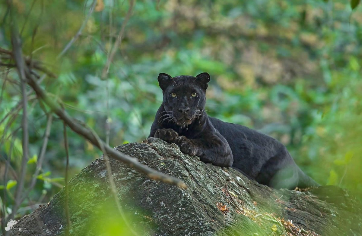 supriyasahuias's tweet image. Black beauties of the wild ❤️

#wildlife #TNForest
photo credit @dhanu_paran  Bison Pic -Immanuel kotagiri
