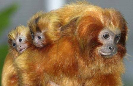 YoAmoaLaCiencia's tweet photo. ¡Muchas felicidades papás!

Gracias por el enorme esfuerzo que hacen por sus hijas e hijos.

Cómo muchos de ustedes el tití león dorado (Leontopithecus rosalia) hace un gran trabajo en la crianza de sus hijos.

Los titíes león dorado viven en grupos familiares pequeños y cohesivos, donde todos los miembros participan activamente en el cuidado de las crías. 

Desde el nacimiento, se encarga de cargar y transportar a las crías la mayor parte del tiempo, liberando a la madre para que se alimente y recupere fuerzas. 

Este comportamiento cooperativo no solo aumenta la supervivencia de las crías, sino que también fortalece los lazos sociales dentro del grupo.