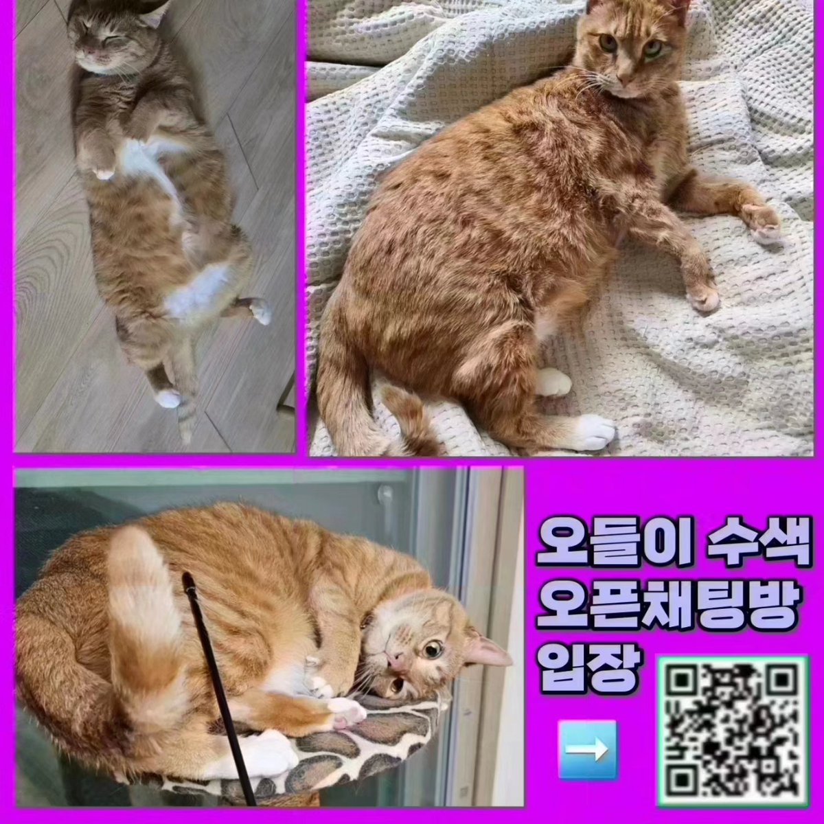 sos_audrey's tweet photo. 🔥세종시 장군면 3/25 실종 올치즈냥 오들이 찾아요🆘️
#세종시오들이찾아요 #리트윗 #공유해주세요 #세종시 #세종특별자치시 #장군면 #봉안리 #고양이 #고양이찾습니다 #다정동 #고운동 #종촌동 #어진동 #새롬동 #한솔동 #아름동 #도담동 #연기면 #공주시 #캣맘 #코숏 #치즈냥 #사지말고입양하세요 https://t.co/zGZOxql1xp