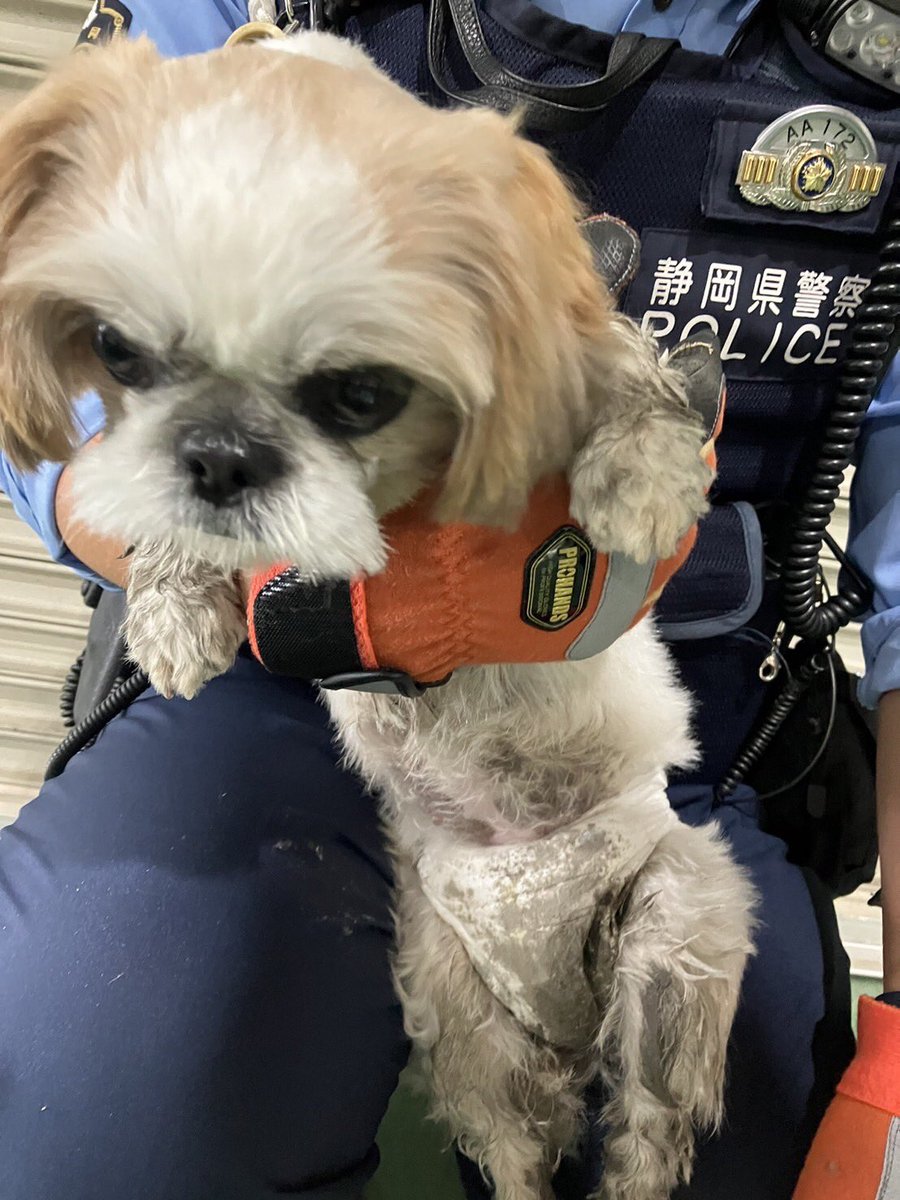 bonds_kk's tweet photo. ※拡散希望
静岡市清水区長崎で迷い犬を保護しました。
オムツを付けたシーズーです。
警察に連絡しましたが、現在うちの会社で保護しています。
心当たりのある方はご連絡お待ちしております。

#清水区長崎
#迷子
#迷い犬
#シーズー https://t.co/Y2Eh1oWOrN