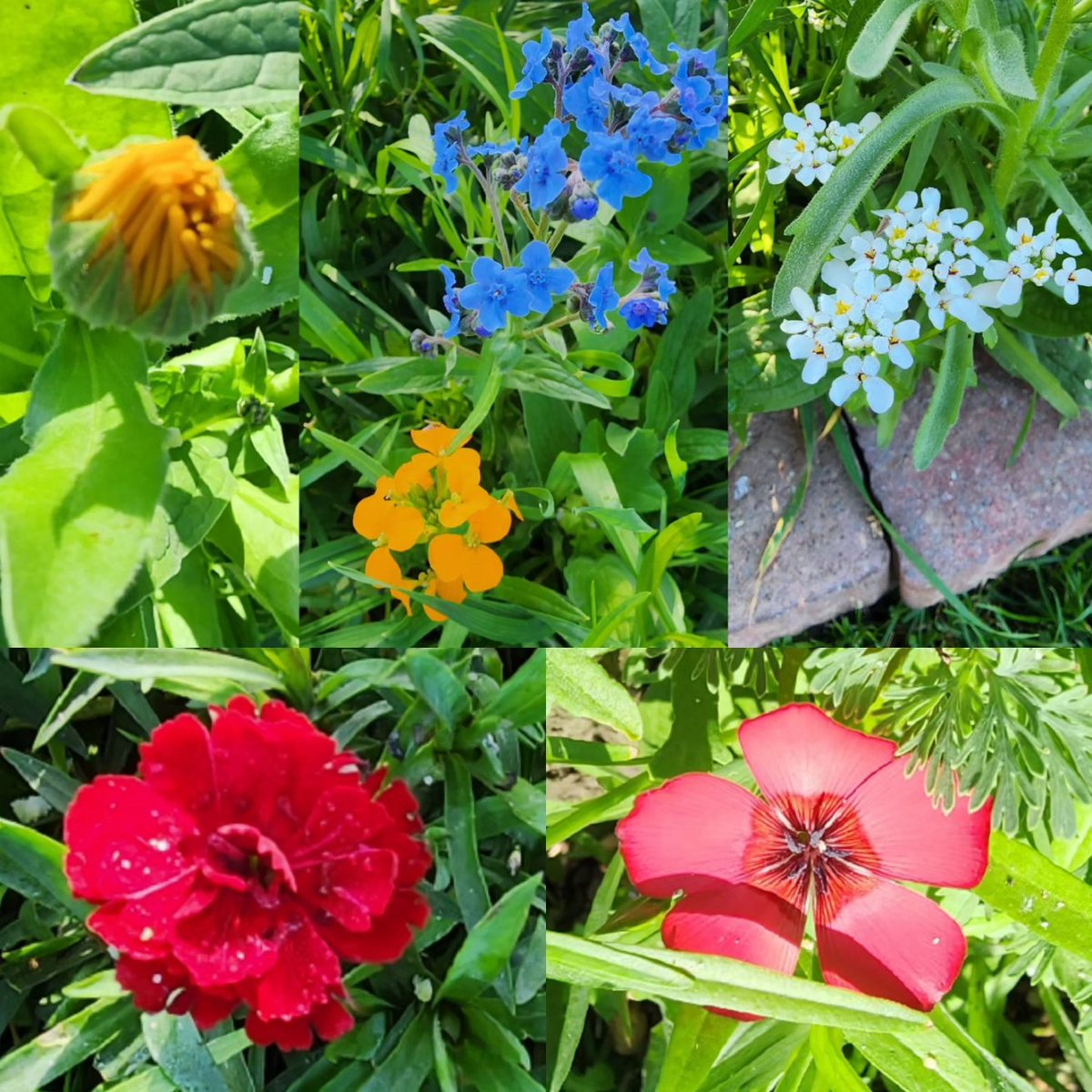 AiXeLsyD13's tweet photo. Lots of #pollinator flowers finally popping in the yard, so those spots look less like weeds!
#flowers #pollinatormix #pollinatorflowers https://t.co/KvY0e0p5Nb