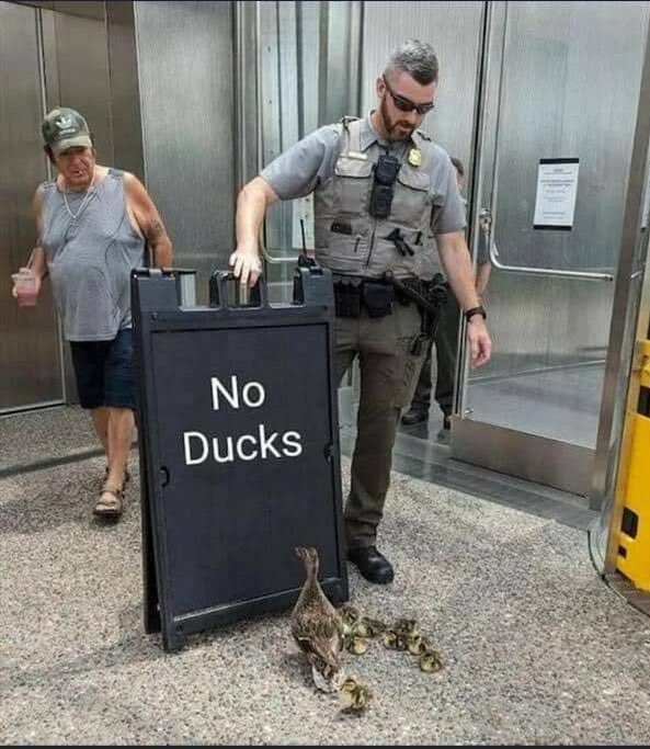 bestducksdaily's tweet photo. #duck #cute
(Source Unknown) https://t.co/uWgxeBNSGo