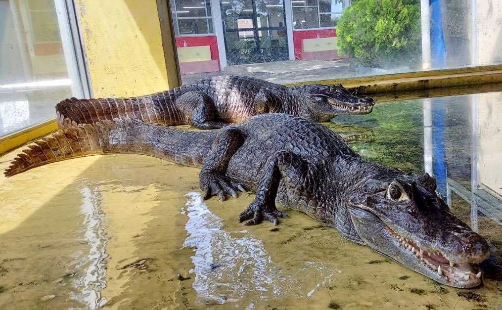 本日、6月17日は #世界ワニの日 です🐊 世界に生息している #ワニ の
