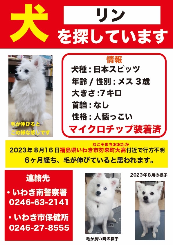 hirussyi's tweet photo. リンがいなくなって303日。

近所のお宅で去年の夏頃から白い犬を飼い始めたお宅とかありませんか？

情報お願いします。

リンを保護してるという方、お願いです連絡下さい。

#迷子犬
#日本スピッツ
#拡散希望 
#いわき市
#ハワイアンズ
#ららみゅう
#会いたい
#家族
#愛犬
#スピッツ https://t.co/WFm4KoiC5u
