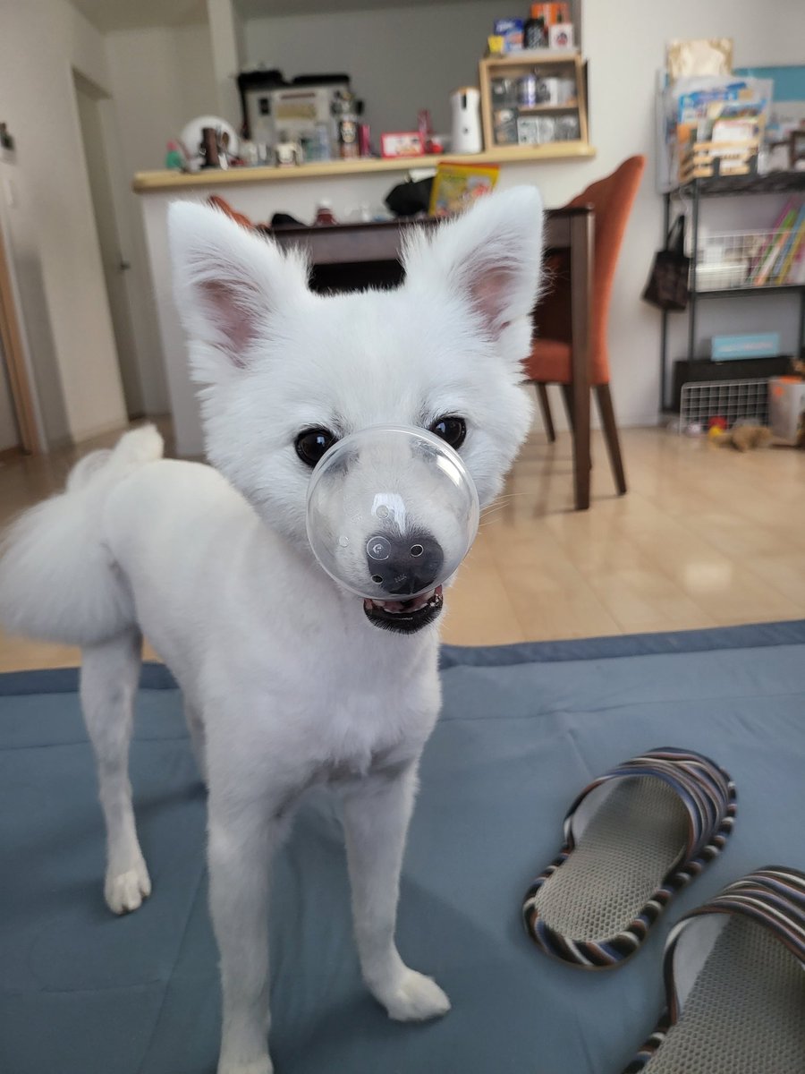 hirussyi's tweet photo. リンがいなくなって303日。

近所のお宅で去年の夏頃から白い犬を飼い始めたお宅とかありませんか？

情報お願いします。

リンを保護してるという方、お願いです連絡下さい。

#迷子犬
#日本スピッツ
#拡散希望 
#いわき市
#ハワイアンズ
#ららみゅう
#会いたい
#家族
#愛犬
#スピッツ https://t.co/WFm4KoiC5u