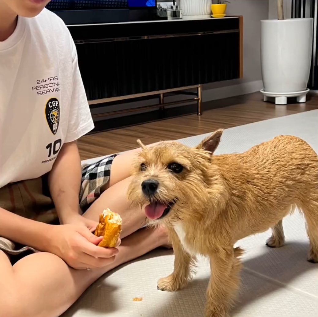 minghaocheol_'s tweet photo. LATTE RUNNING TOWARDS HOSHI THIS IS SO CUTE 😭😭😭😭😭😭 https://t.co/ZLk9zBl89T