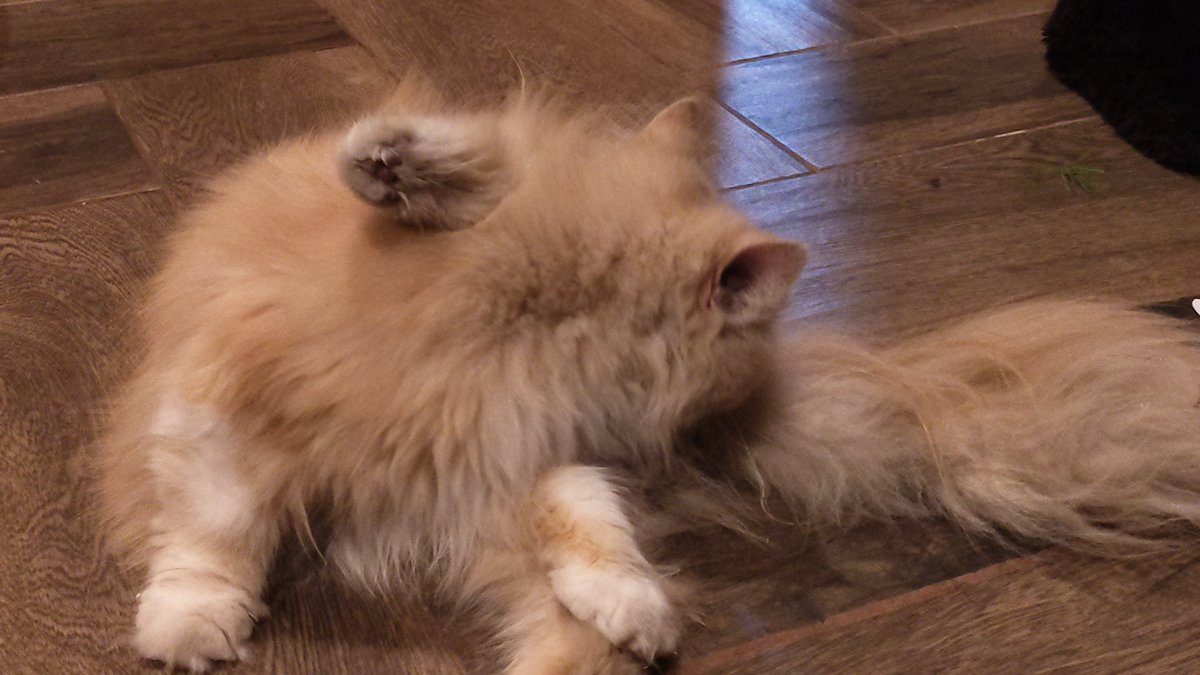 Subject: Telli.
Title: Grooming.

#HereThereBeCats
#CatsOfX
#Cat
#CatsOnSunday