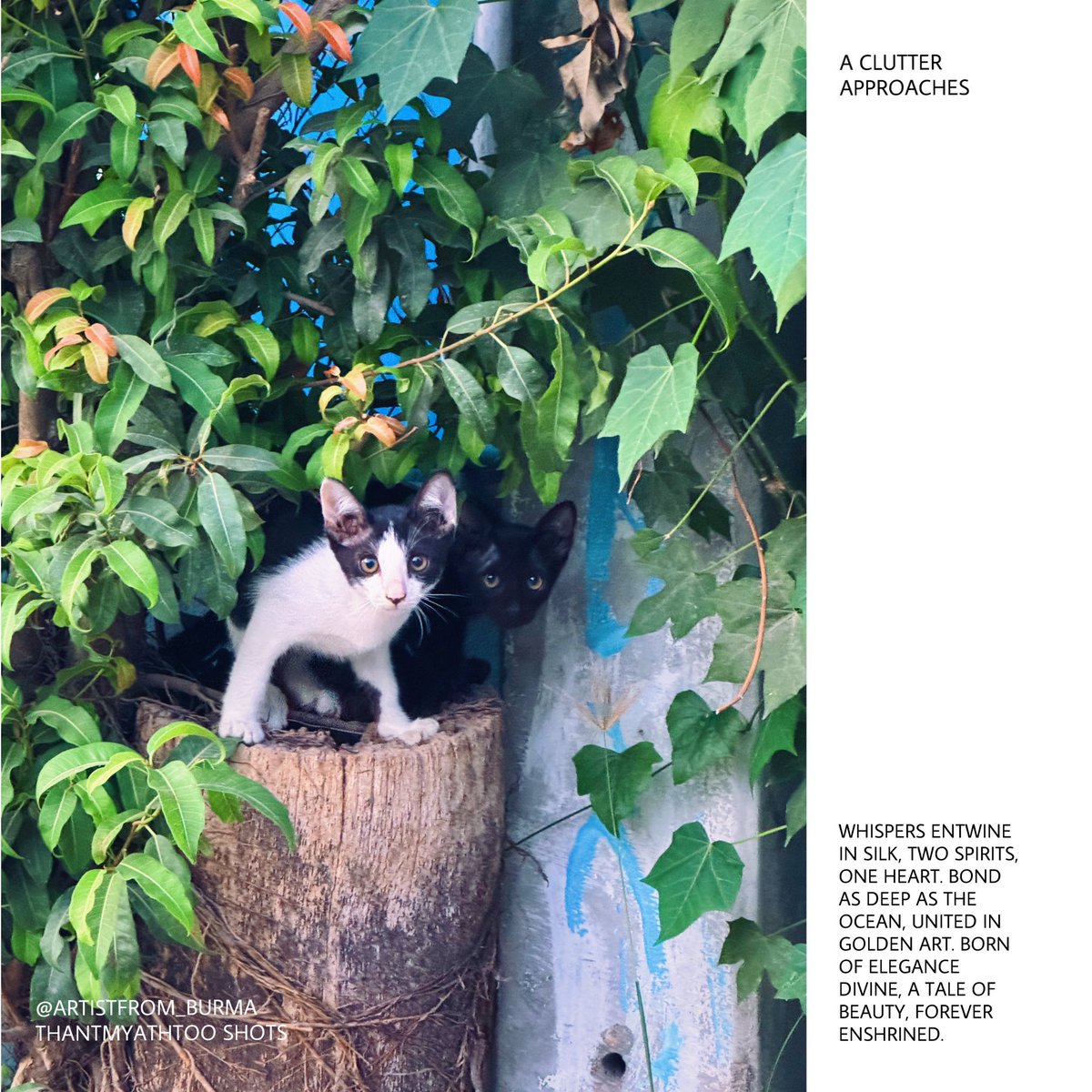 thantmyathtoo's tweet image. 📸✨ 
Capturing life's little moments, one snapshot at a time. Sometimes, the best photos are the ones you didn't plan for. 
Here's a collection of my random shots that turned into beautiful memories.

#RandomShots #Photography #LifeInPictures