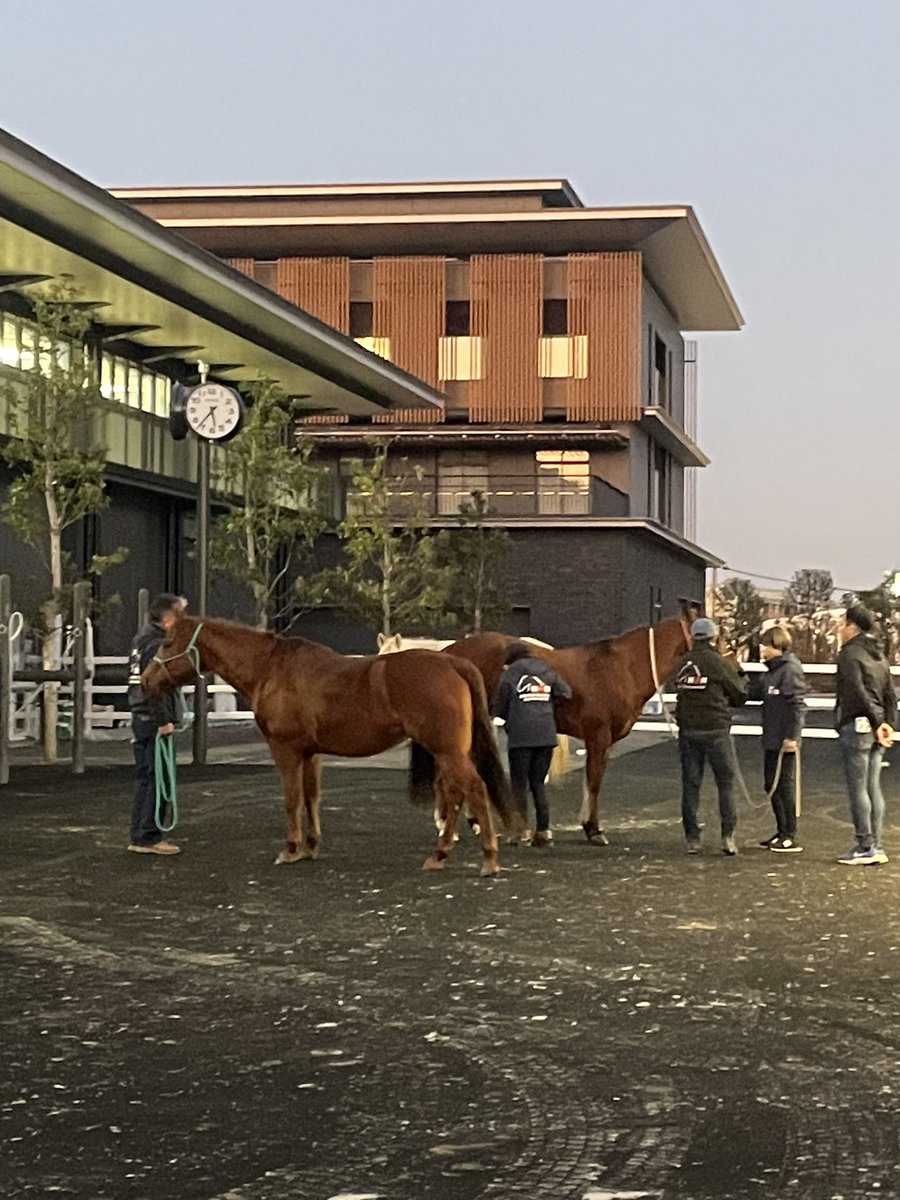 TAKE_O_news's tweet image. サラLGは馬の腸内を整え、自分の力で馬体を健康にするお手伝いする健康補助食品です🥣
普段食べているものを邪魔する事なく、腸内の不要物を排除、どんどん健康になる不思議なサラLGと言われております💪

馬の大好きなほんのり甘い味で夏でも食欲が増進されると言われています🐎✨
#サラLG #健康促進