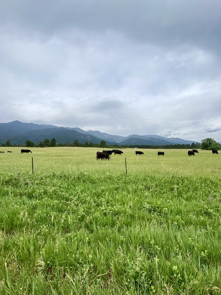 Reade Tillman tweet media