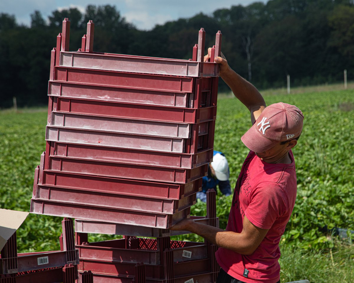 Deutschland hat jetzt als 22. Land die ILO-Konvention Arbeitsschutz in der Landwirtschaft ratifiziert, sehr gut! Das könnte genutzt werden für 1.höhere Kontrolldichte beim Arbeitsschutz, 2.verbindliche Vorgaben zu Schatten &amp; Trinkwasser bei Erntearbeiten bmas.de/DE/Service/Pre…