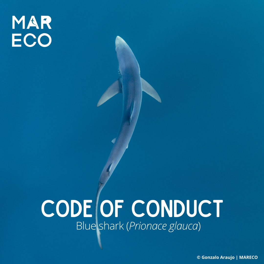 Marine Research & Conservation Foundation (MARECO) tweet media
