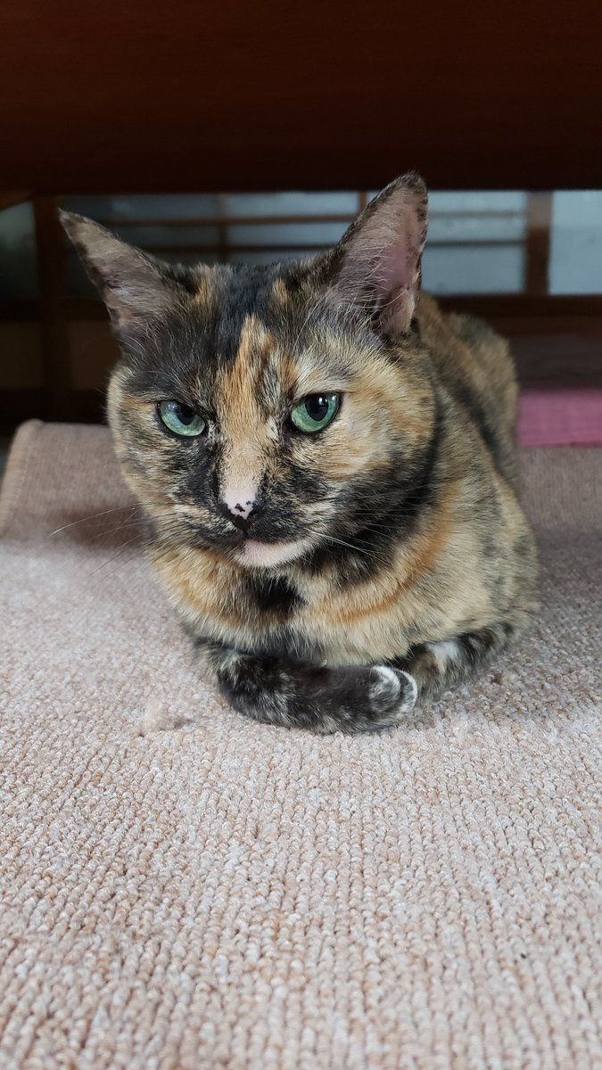 KiuuyA's tweet photo. お嬢からの冷たい視線が
下僕は何かしましたか？
#サビ猫
#サビ猫はいいぞ 
#猫
#猫好きと繋がりたい https://t.co/ngMihJR2fK