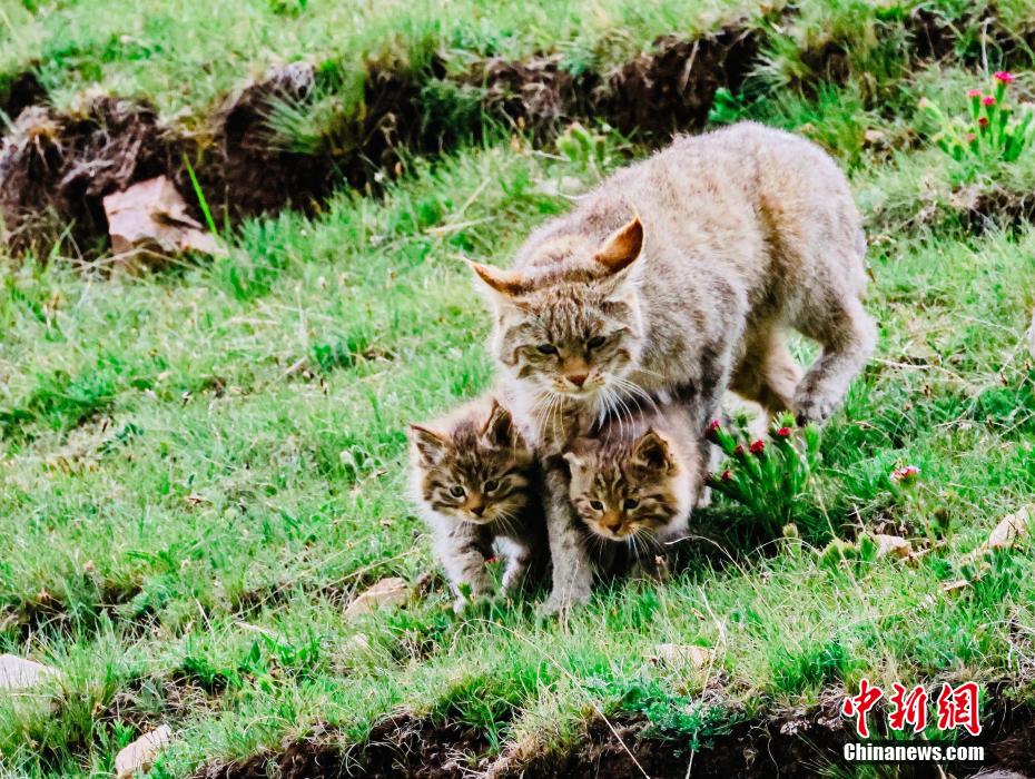 PDChinese's tweet photo. 【青海海晏：荒漠貓幼崽出窩“踏青”】近日，在青海省海晏縣的草原上，攝影愛好者拍攝到荒漠貓幼崽出窩“踏青”的畫面。畫面中，荒漠貓幼崽或是與媽媽嬉戲玩耍，或是“哥仨”追逐打鬧，或是練習捕獵技巧，甚是呆萌可愛。荒漠貓分布於青藏高原東部，是中國特有的貓科動物，中國一級重點保護野生動物。 https://t.co/k0zD9vyYqK