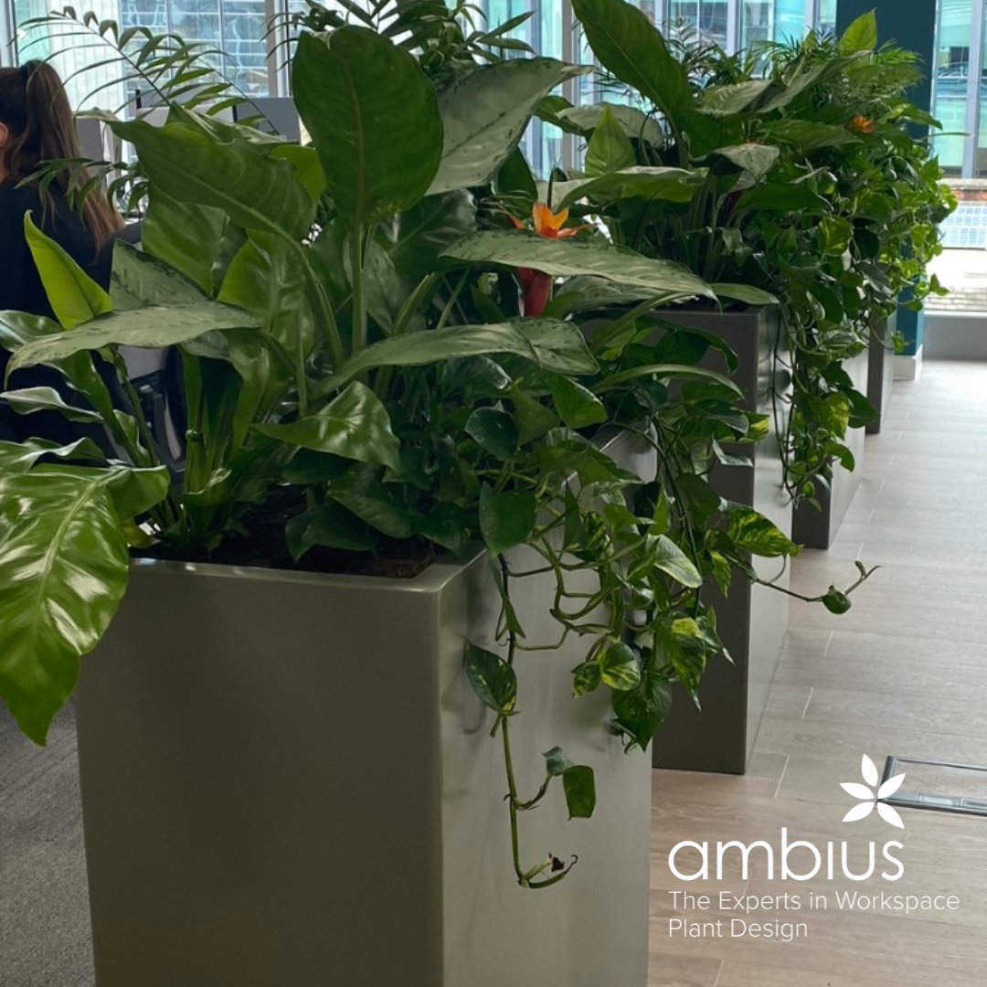 Ambius UK tweet media