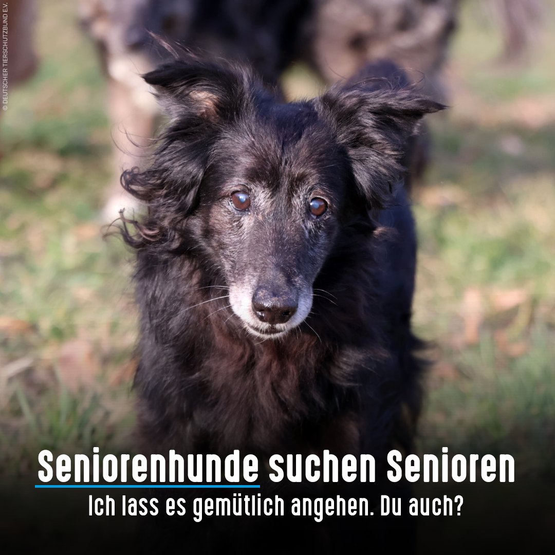 Mit dem einzigartigen Konzept „Senioren für Senioren“ helfen wir älteren Hunden, ein passendes Zuhause zu finden. Unser #Sonnenhof in Bayern vermittelt gezielt an ältere Personen, die es auch gern etwas ruhiger angehen möchten. Win win für beide Seiten.❤️ 
tierschutzbund.de/ueber-uns/wie-…