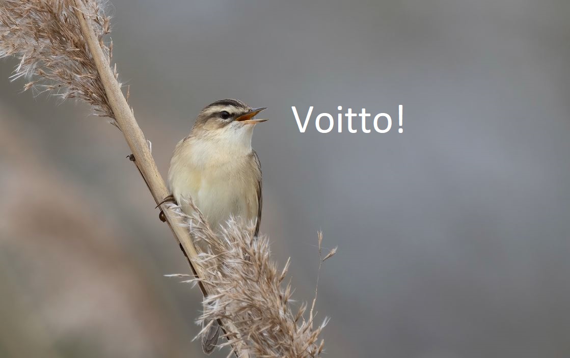 Voitto luonnolle! EU:n ennallistamisasetus on hyväksytty Suomen vastustuksesta huolimatta. Asetus on tärkeä työkalu luontokadon torjunnassa.
📷: Pertti Rasp
#nrl #restoreNature #luontokato