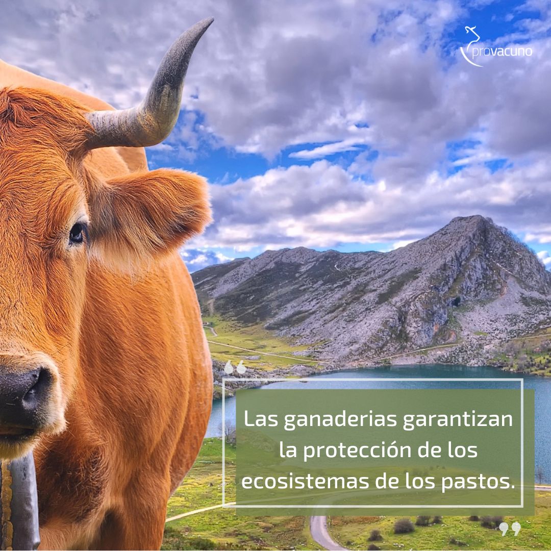 🐂 No debemos olvidar algunos aspectos positivos para la biodiversidad y la protección del medio ambiente que aportan las ganaderías; entre ellos, garantizan la protección de los ecosistemas de los pastos. Estas superficies son un rico almacén de biodiversidad. 

#FansDelVacuno