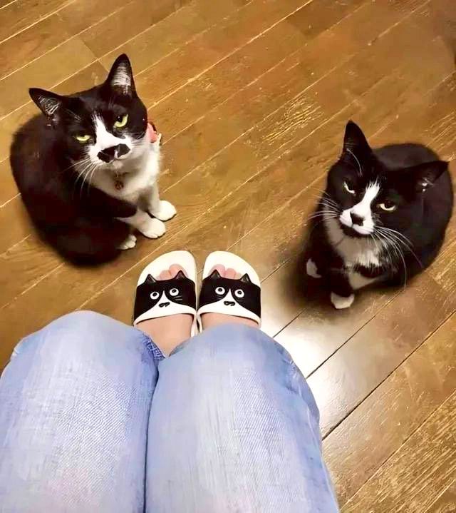 SlenderSherbet's tweet image. "Are we a joke to you?"