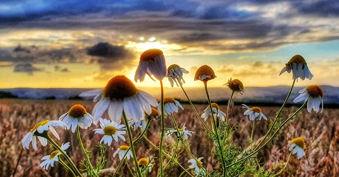 FreshPharma's tweet image. LCorn Chamomile as the sun was setting on the Devon coast. 
#lovemycountry