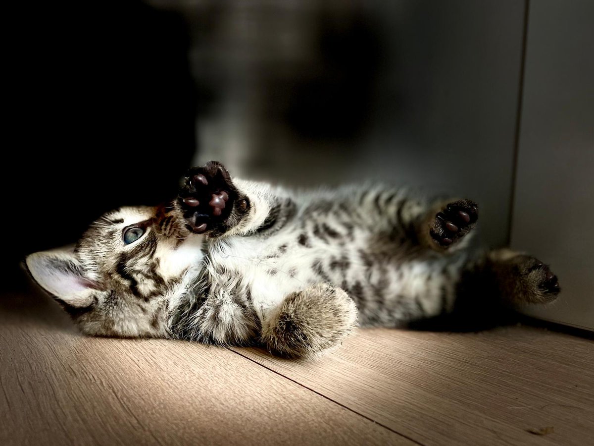 Pēc jauniem saimniekiem sāk lūkoties mazais Benžamins. Mājās dosies vakcinēts, attārpots un čipēts. 
Ja gribi būt viņa atbildīgais saimnieks, tad raksti Whatsapp pagaidu māju mammai Gerdai - 24 240 559.