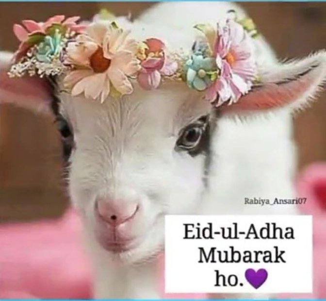 Zubi Abbas (@zubi_abbas) on Twitter photo 