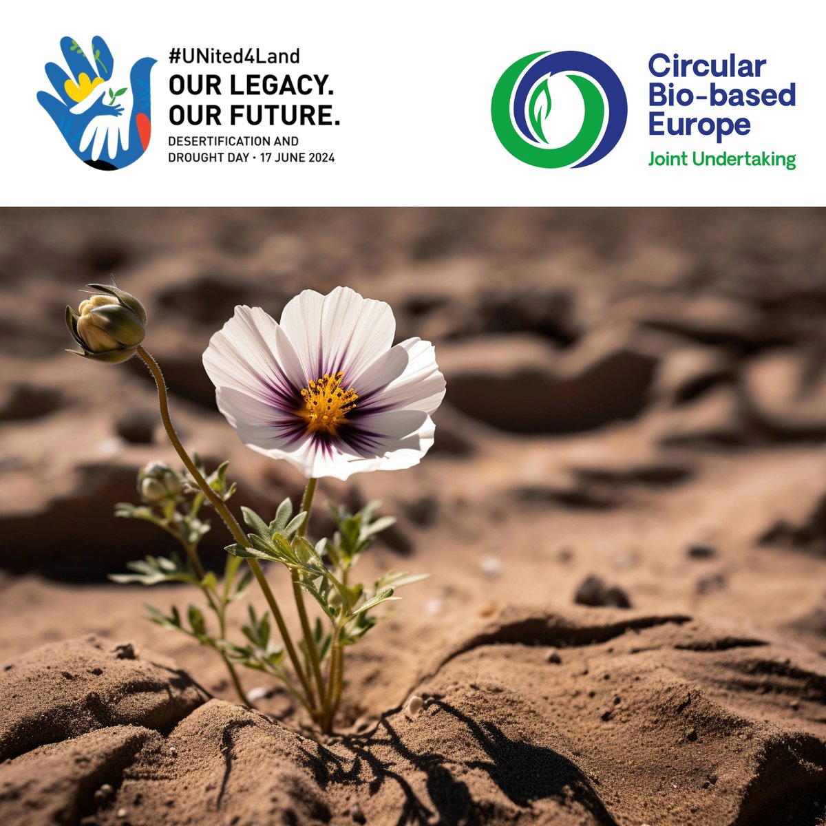CBE_JU's tweet photo. How can we increase #desertification and #drought resilience?
Here are two examples:
๐ฑ @SUSFERT_BBI made #biobased nutrigels that boost plants' resistance to water shortages.
๐ธ #FIRST2RUN revived marginal lands to produce bio-based products.
#United4Land https://t.co/G6izz84Zat