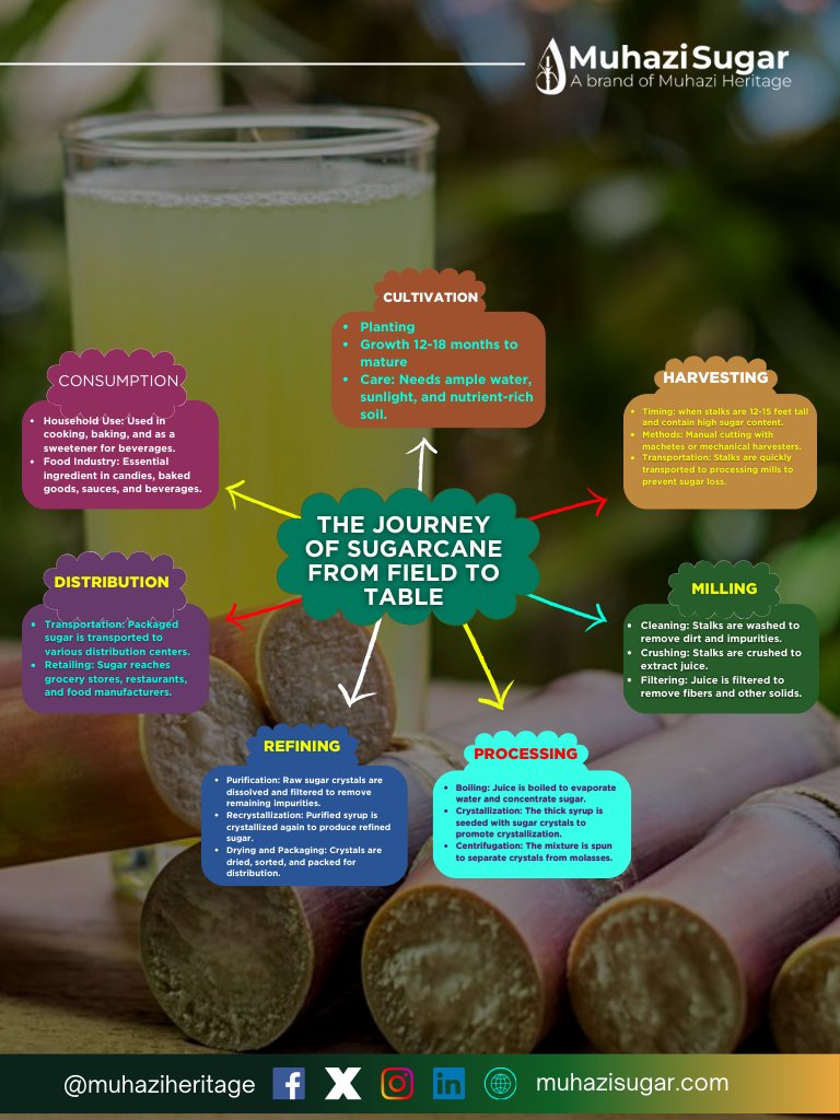 MuhaziHeritage's tweet photo. Ever wondered how sugar gets to your table? Yes here is the journey!
#sugarscience #fromfieldtosweetness #monday #mondayknowledge #muhaziheritage #muhazisugar https://t.co/eG77FuEzry