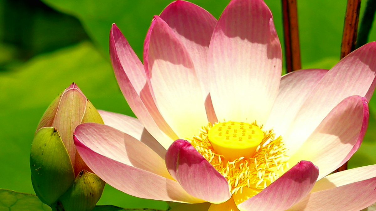 연꽃이
피는계절