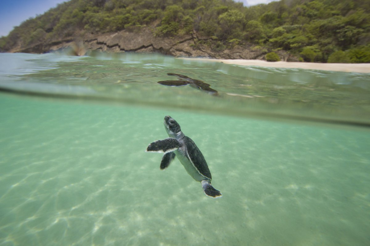 DesignPathways's tweet image. 🌊 Yesterday was #WorldSeaTurtleDay! 🌊 What can sea turtles teach us about leadership? bit.ly/45tteO8

📸 @halbrindley