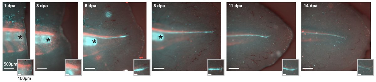 Leo Otsuki (@leootsuki) on Twitter photo So happy to share our new pre-print, which illuminates how SHH+ floor plate cells contribute to spinal cord regeneration in axolotls. biorxiv.org/content/10.110…
I couldn't be more proud of lead author <a href="/lauraarbanas/">Laura Arb</a> and dream partners <a href="/CuraCosta/">Emanuel Cura Costa</a>, <a href="/Osvaldo_Chara/">Osvaldo Chara</a> and <a href="/Tanaxolotl/">Elly Tanaka</a>! 1/14 So happy to share our new pre-print, which illuminates how SHH+ floor plate cells contribute to spinal cord regeneration in axolotls. biorxiv.org/content/10.110…
I couldn't be more proud of lead author <a href="/lauraarbanas/">Laura Arb</a> and dream partners <a href="/CuraCosta/">Emanuel Cura Costa</a>, <a href="/Osvaldo_Chara/">Osvaldo Chara</a> and <a href="/Tanaxolotl/">Elly Tanaka</a>! 1/14