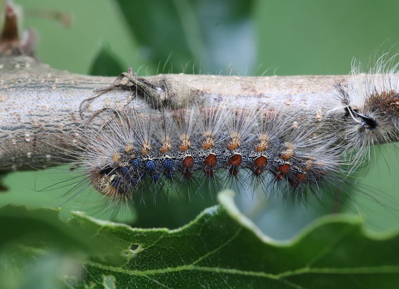 stephenmid's tweet image. OPM nest seen (first 3 pics) on #observatree visit to Alexandra Park, N London and a lookalike caterpillar - Gypsy Moth caterpillar (not OPM) seen on another oak.